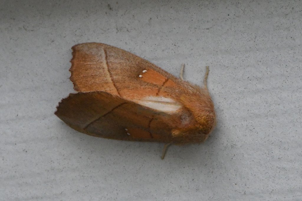 085 2017=08204603Broad Meadow Brook, MA.JPG - White-dotted Prominent Moth (Nadata gibbosa). Broad Meadow Brook Wildlife Sanctuary, MA, 8-20-2017